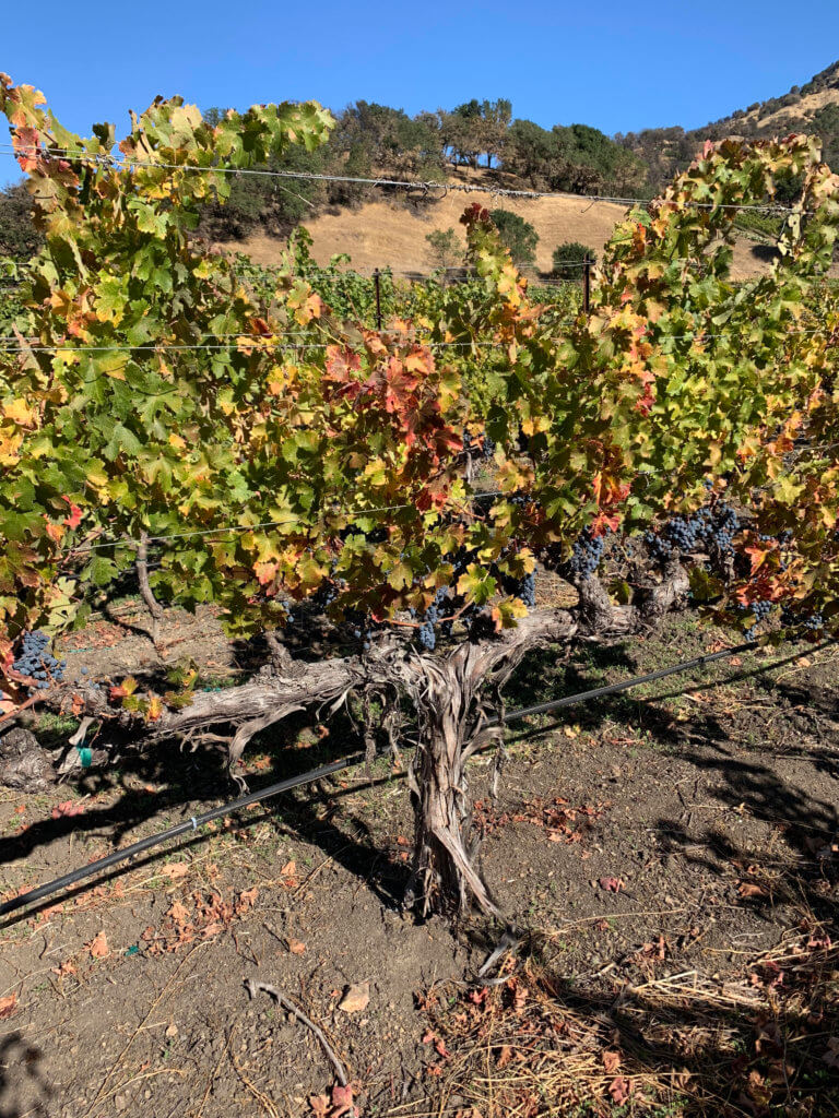 Cabernet Sauvignon, Schweizer Vineyard