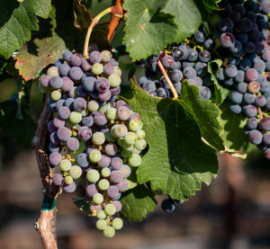 Grapes undergoing veraison in the Mira estate vineyards