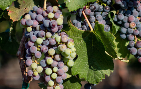 Grapes undergoing veraison in the Mira estate vineyards