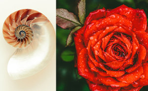 fibonacci sequence in roses